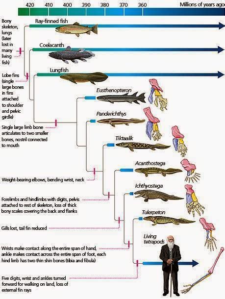 fisching evolution|history behind fishing.